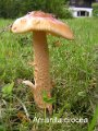 Amanita crocea-amf229